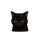 黒猫（くろねこ / Kuro-neko）（個別スタンプ：6）