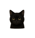 黒猫（くろねこ / Kuro-neko）（個別スタンプ：8）