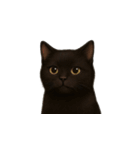 黒猫（くろねこ / Kuro-neko）（個別スタンプ：10）