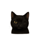 黒猫（くろねこ / Kuro-neko）（個別スタンプ：13）
