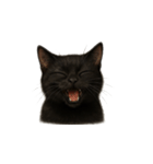 黒猫（くろねこ / Kuro-neko）（個別スタンプ：25）