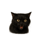 黒猫（くろねこ / Kuro-neko）（個別スタンプ：26）