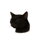 黒猫（くろねこ / Kuro-neko）（個別スタンプ：27）