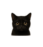 黒猫（くろねこ / Kuro-neko）（個別スタンプ：28）