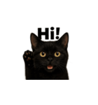 黒猫（くろねこ / Kuro-neko）（個別スタンプ：29）