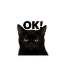 黒猫（くろねこ / Kuro-neko）（個別スタンプ：30）