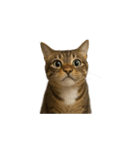 トラ猫（とらねこ / Tora-neko）（個別スタンプ：1）