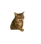 トラ猫（とらねこ / Tora-neko）（個別スタンプ：3）