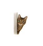 トラ猫（とらねこ / Tora-neko）（個別スタンプ：5）