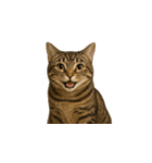 トラ猫（とらねこ / Tora-neko）（個別スタンプ：6）