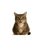 トラ猫（とらねこ / Tora-neko）（個別スタンプ：7）