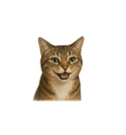 トラ猫（とらねこ / Tora-neko）（個別スタンプ：8）