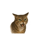 トラ猫（とらねこ / Tora-neko）（個別スタンプ：9）