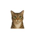 トラ猫（とらねこ / Tora-neko）（個別スタンプ：10）