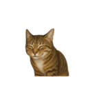 トラ猫（とらねこ / Tora-neko）（個別スタンプ：11）