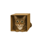 トラ猫（とらねこ / Tora-neko）（個別スタンプ：12）