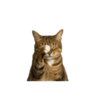トラ猫（とらねこ / Tora-neko）（個別スタンプ：13）