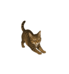 トラ猫（とらねこ / Tora-neko）（個別スタンプ：14）