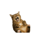 トラ猫（とらねこ / Tora-neko）（個別スタンプ：16）