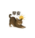トラ猫（とらねこ / Tora-neko）（個別スタンプ：17）