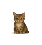 トラ猫（とらねこ / Tora-neko）（個別スタンプ：24）