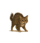 トラ猫（とらねこ / Tora-neko）（個別スタンプ：25）