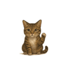 トラ猫（とらねこ / Tora-neko）（個別スタンプ：26）