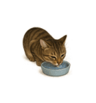 トラ猫（とらねこ / Tora-neko）（個別スタンプ：27）