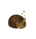 トラ猫（とらねこ / Tora-neko）（個別スタンプ：28）