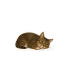 トラ猫（とらねこ / Tora-neko）（個別スタンプ：29）