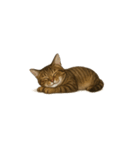 トラ猫（とらねこ / Tora-neko）（個別スタンプ：30）