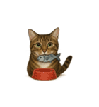 トラ猫（とらねこ / Tora-neko）（個別スタンプ：31）