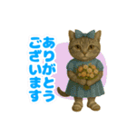 ほうせんか猫の部屋 普段使えるスタンプ（個別スタンプ：12）