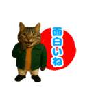 ほうせんか猫の部屋 普段使えるスタンプ（個別スタンプ：22）