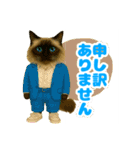 ほうせんか猫の部屋 普段使えるスタンプ（個別スタンプ：27）