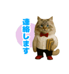 ほうせんか猫の部屋 普段使えるスタンプ（個別スタンプ：30）