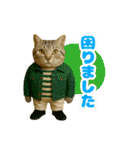 ほうせんか猫の部屋 普段使えるスタンプ（個別スタンプ：38）