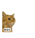 猫ミームで会話⭐作成セット⭐アレンジ推奨⭐（個別スタンプ：2）