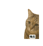 猫ミームで会話⭐作成セット⭐アレンジ推奨⭐（個別スタンプ：3）