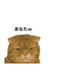 猫ミームで会話⭐作成セット⭐アレンジ推奨⭐（個別スタンプ：4）