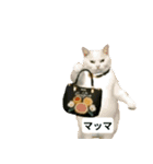 猫ミームで会話⭐作成セット⭐アレンジ推奨⭐（個別スタンプ：7）