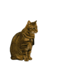 猫ミームで会話⭐作成セット⭐アレンジ推奨⭐（個別スタンプ：9）