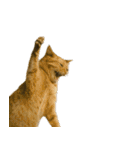 猫ミームで会話⭐作成セット⭐アレンジ推奨⭐（個別スタンプ：11）