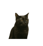 猫ミームで会話⭐作成セット⭐アレンジ推奨⭐（個別スタンプ：16）