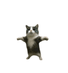 猫ミームで会話⭐作成セット⭐アレンジ推奨⭐（個別スタンプ：17）