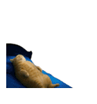 猫ミームで会話⭐作成セット⭐アレンジ推奨⭐（個別スタンプ：18）