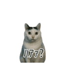 猫ミームで会話⭐作成セット⭐アレンジ推奨⭐（個別スタンプ：20）