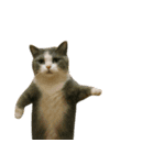 猫ミームで会話⭐作成セット⭐アレンジ推奨⭐（個別スタンプ：21）