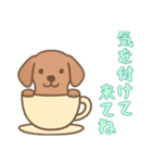 [気を付けて来てね専用]カップから犬（個別スタンプ：12）