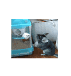 動く 我が家のクロちゃん（個別スタンプ：1）